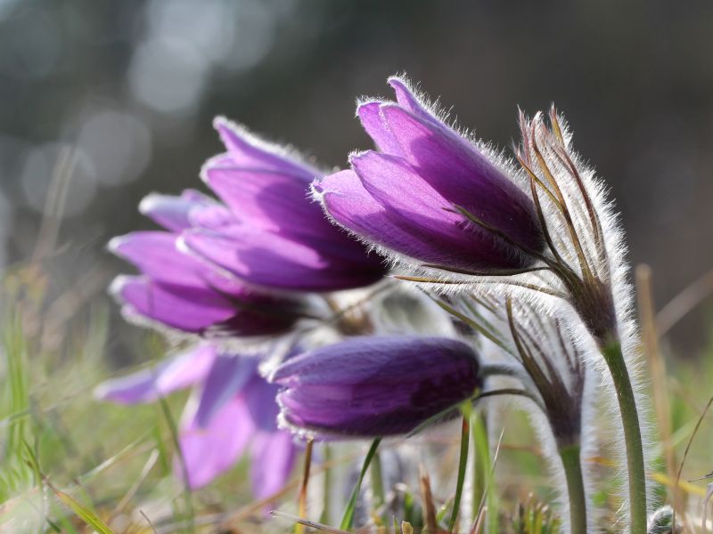 Pulsatilla (Küchenschelle) hilft beim Entgiften