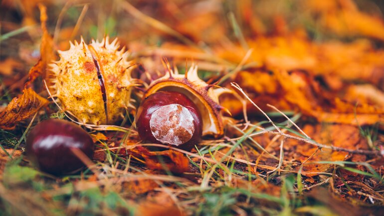 Kastanien liegen im Herbstlaub auf dem Boden