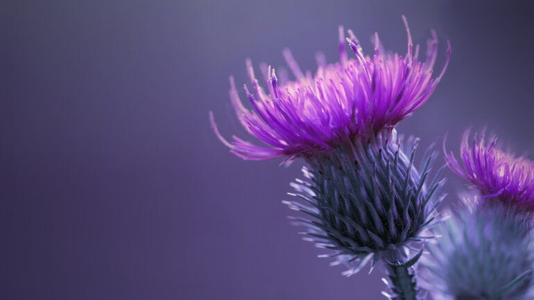 Carduus Marianus (Mariendistel)