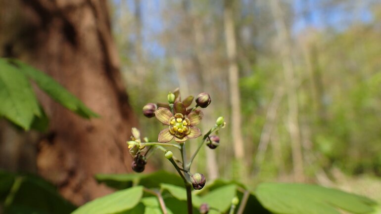 Caulophyllum thalictroides