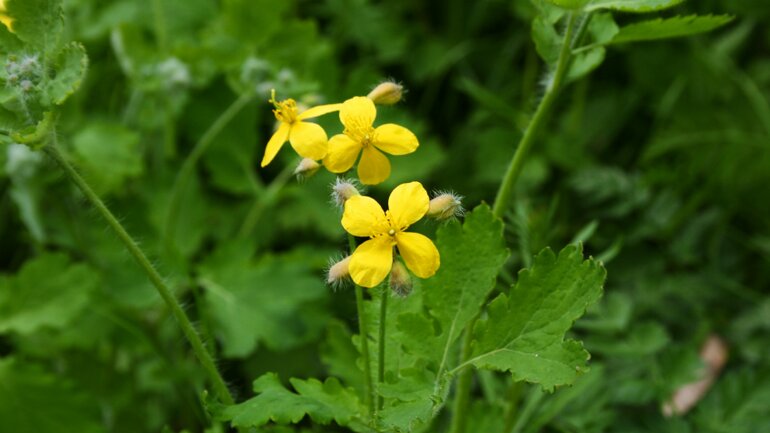 Schöllkraut