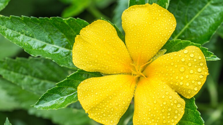 Damiana (Turnera diffusa)