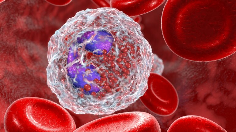 Eosinophile Granulozyten: Weiße Blutkörperchen