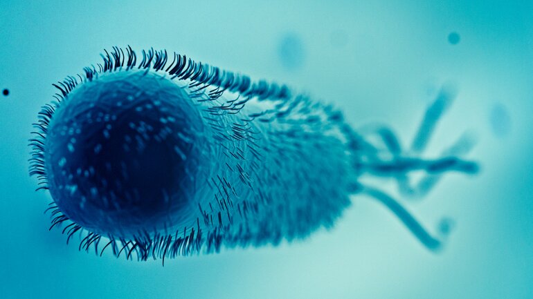 e. coli illustration