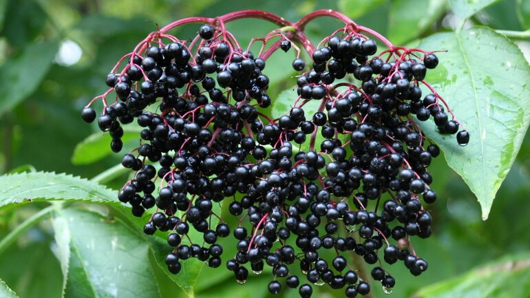 Antioxidantien: Holunder
