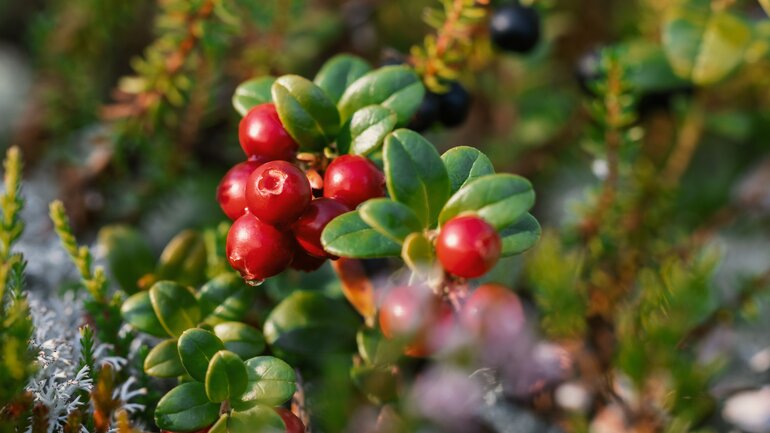 Helfen Cranberry-Produkte bei Blasenentzündung?