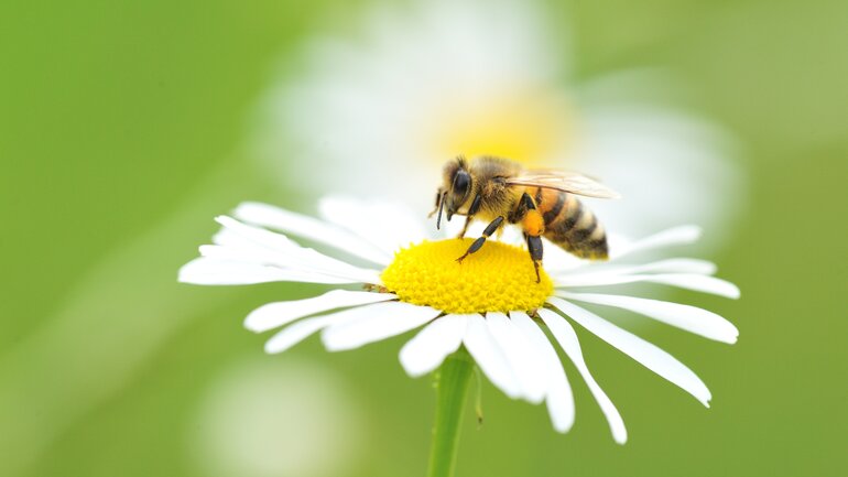 Blasenentzündung mit Apis behandeln