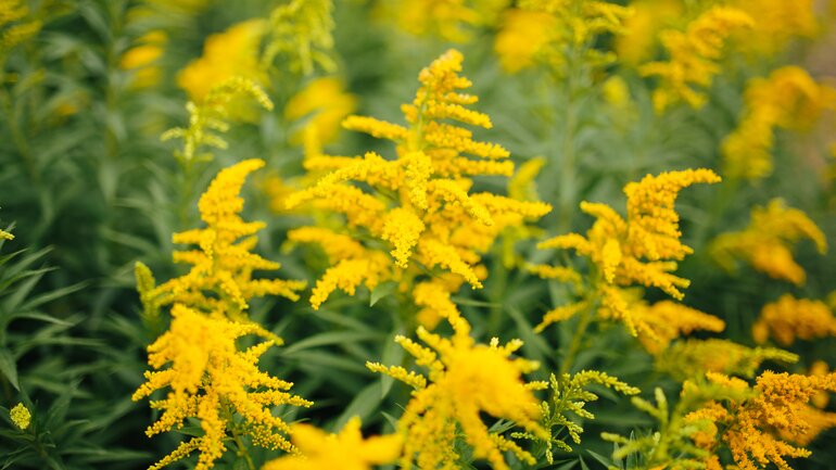 Solidago: Homöopathische Hilfe bei Blasenentzündung