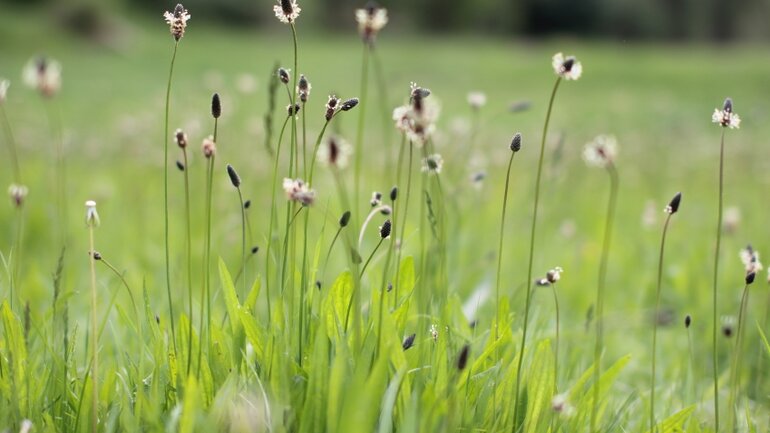Spitzwegerich-Tee und -Sirup