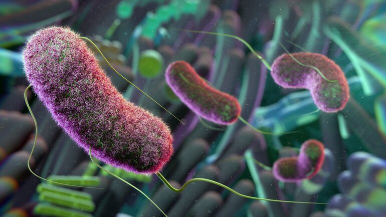 Das Immunsystem sitzt im Darm