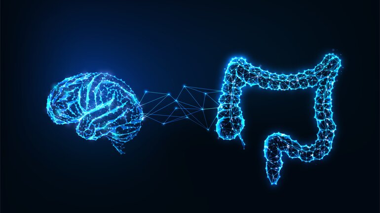 Darm hat ein eigenes Nervensystem