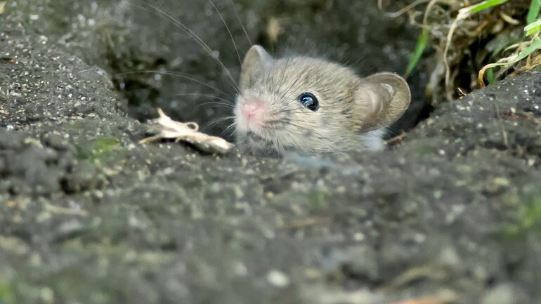 Maus – Ungeziefer im Haus