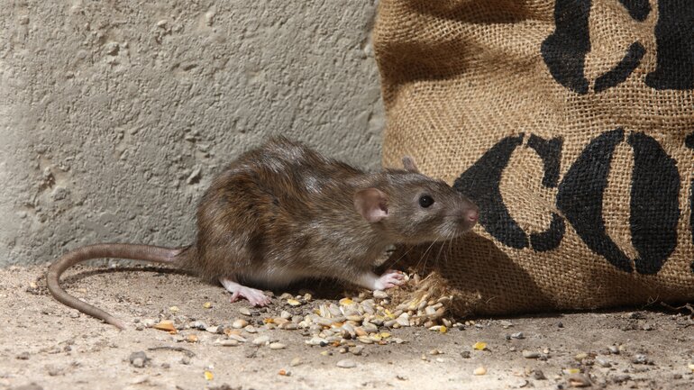 Ratte: Haustier oder Ungeziefer?