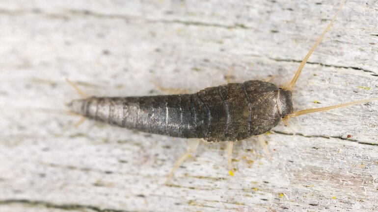 Silberfische: Harmloses Ungeziefer