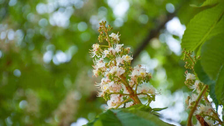 Geruch: Wie riecht Sperma?