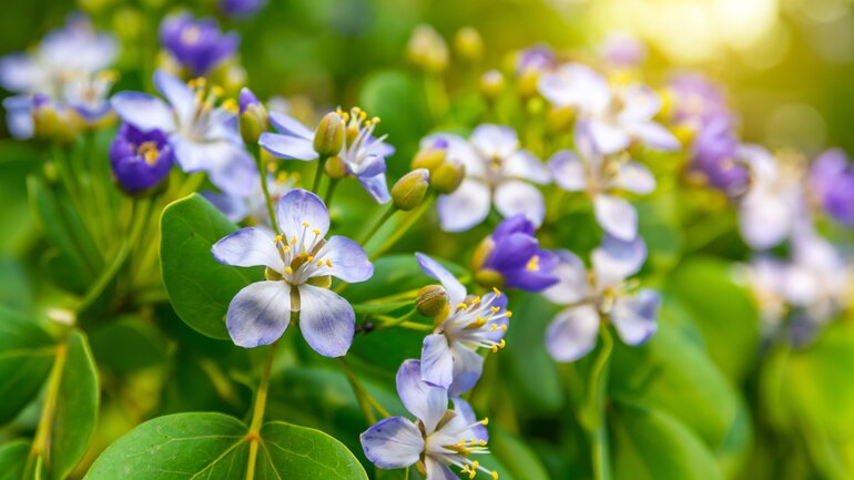 Homöopathie bei Erkältung: Guaiacum