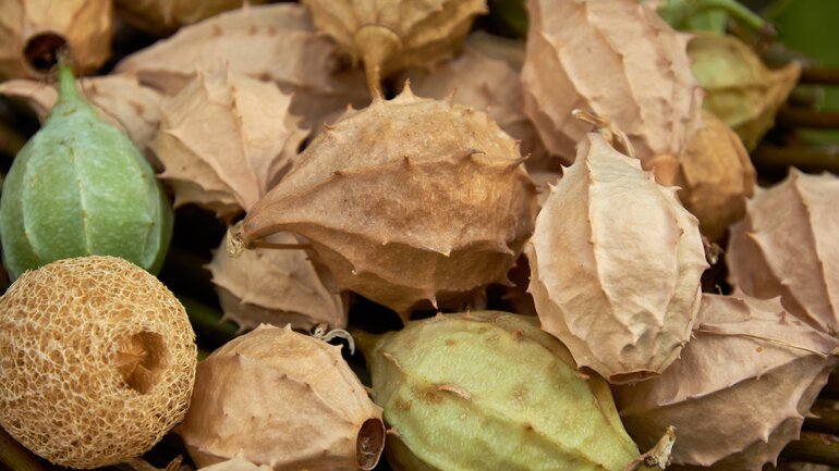 Luffa operculata bei Schnupfen