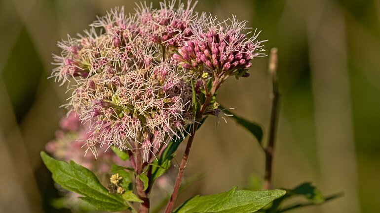 Eupatorium perfoliatum mit vielfältiger Wirkung