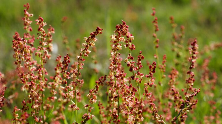 Sauerampfer (Rumex acetosa)