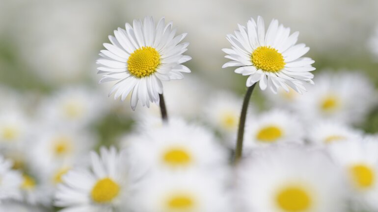 Gänseblümchen (Bellis perennis)