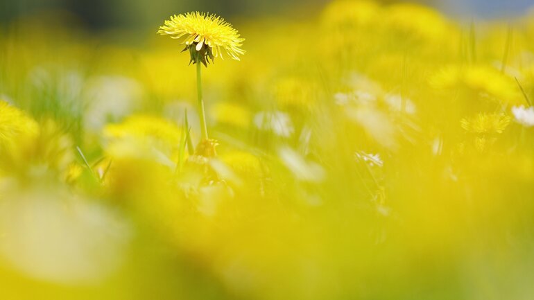Löwenzahn (Taraxacum officinale)