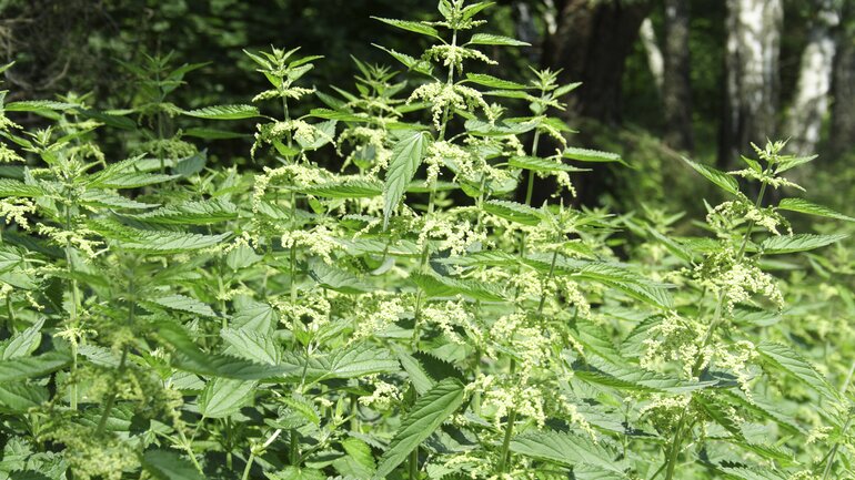 Brennnessel (Urtica dioica)