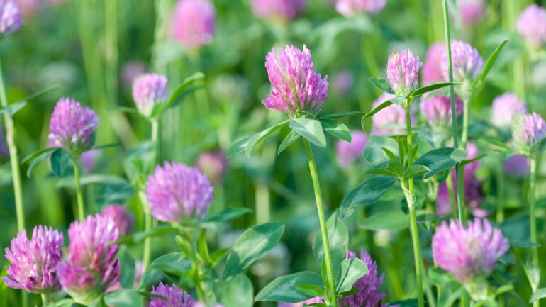 Rotklee (Trifolium pratense)