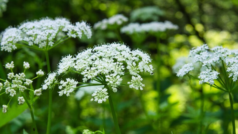 Giersch (Aegopodium podagraria)