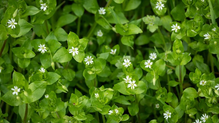Vogelmiere (Stellaria media)