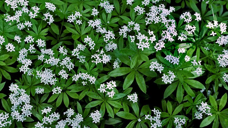 Waldmeister (Galium odoratum)