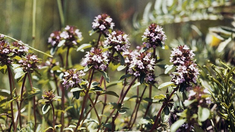 Quendel (Thymus serpyllum)