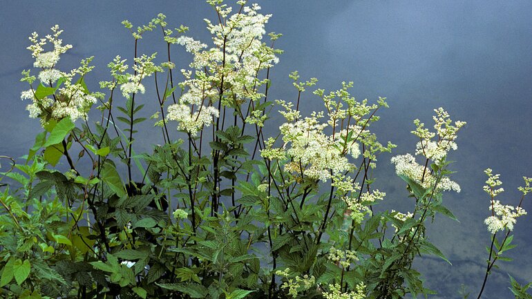 Mädesüß (Filipendula ulmaria)