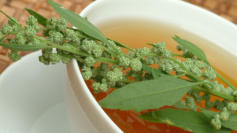 Beifuß (Artemisia vulgaris)