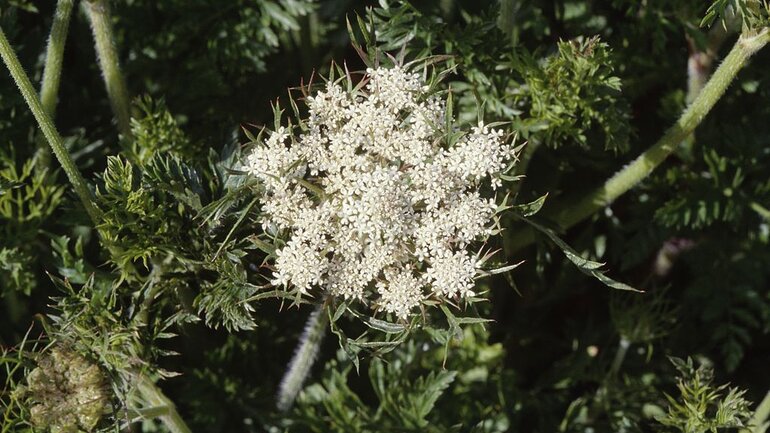 Wilde Möhre (Daucus carota)