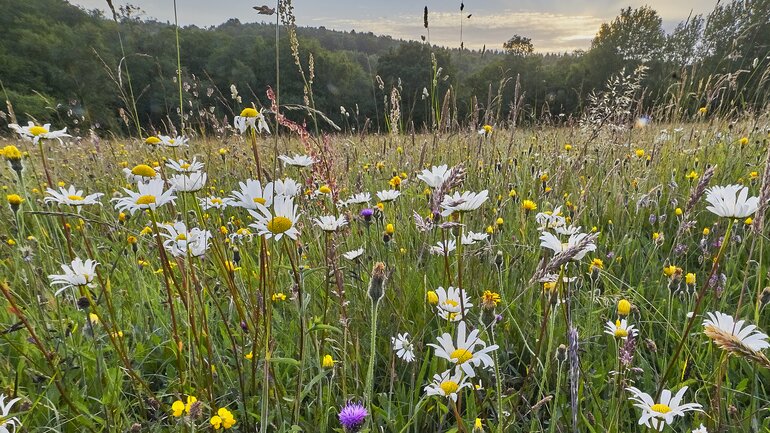Gelenkschmerzen: Heublumen sind ein Hausmittel