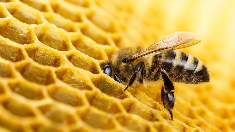Apis mellifica gegen Gelenkschmerzen