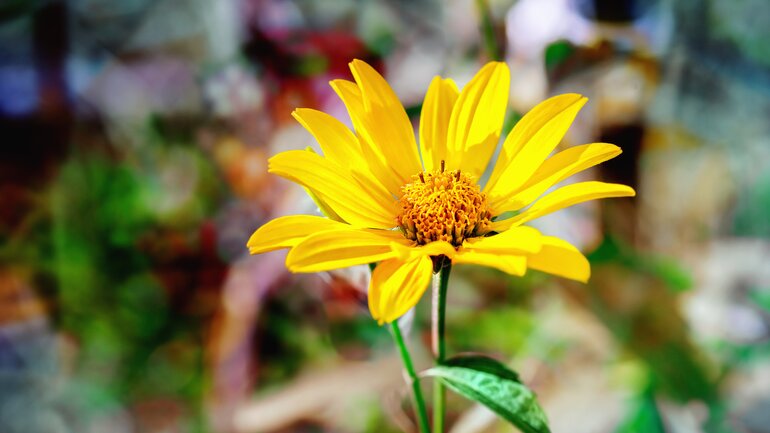 Arnica lindert Gelenkschmerzen