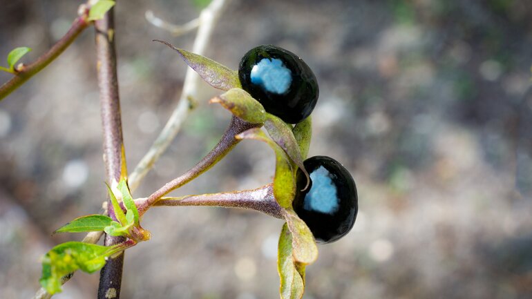 Belladonna für die Gelenke