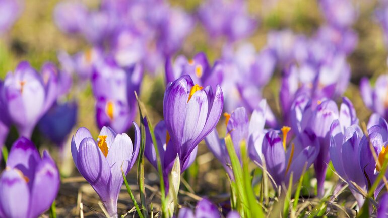 Colchicum gegen Schmerzen