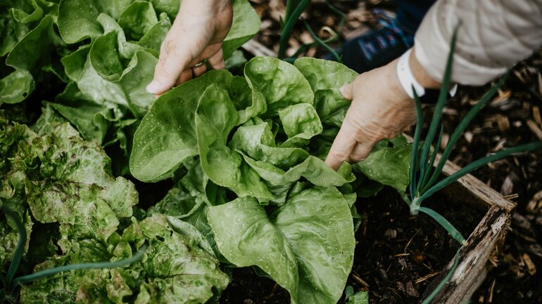 Gesündeste Lebensmittel der Welt: Diese Salatsorten gehören dazu