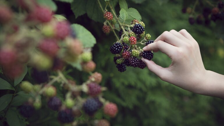 Brombeeren gehören zu den gesündesten Lebensmitteln