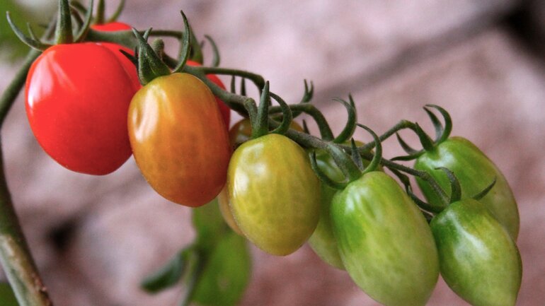 Unreife Tomaten sind giftig