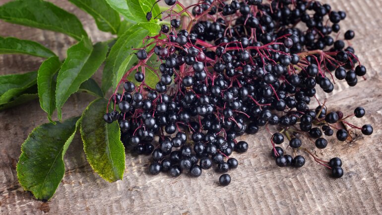 Gift in Lebensmitteln: Rohe Holunderbeeren