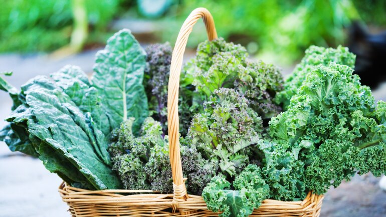 Kohl und Krautarten