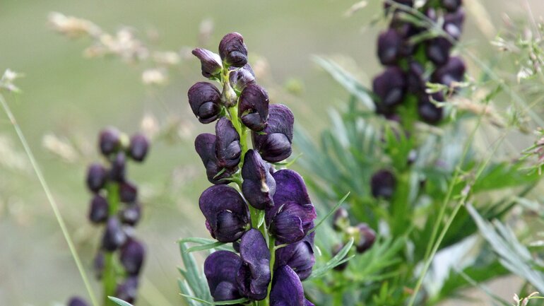 Aconitum bei Herz-Kreislaufproblemen