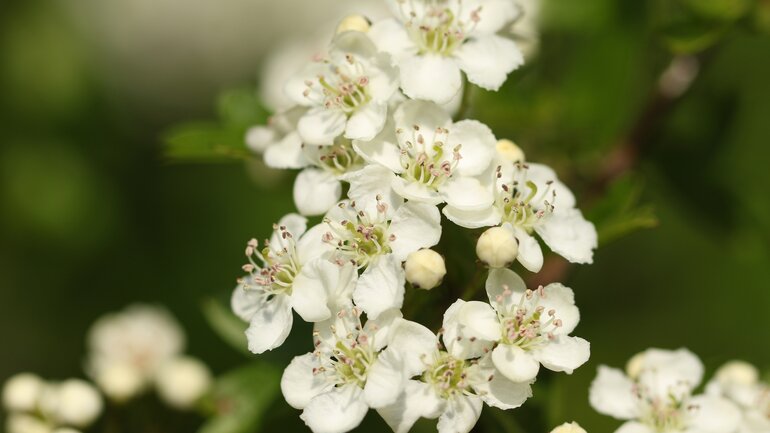 Crataegus ergänzend bei Herzproblemen