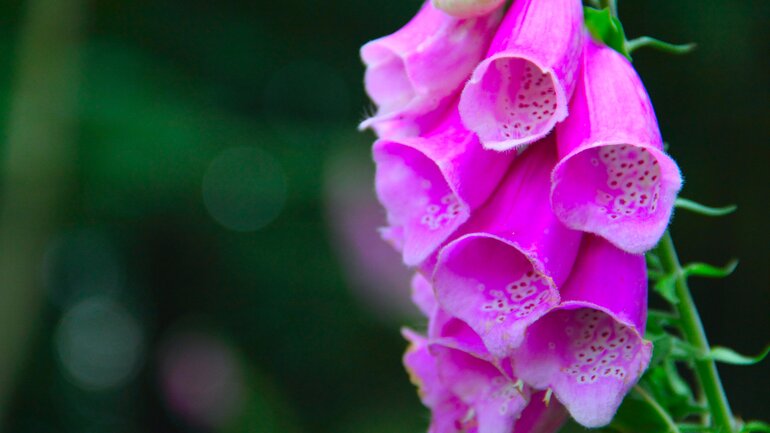Digitalis stärkt das Herz