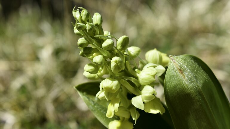 Veratrum album gegen Kreislaufprobleme