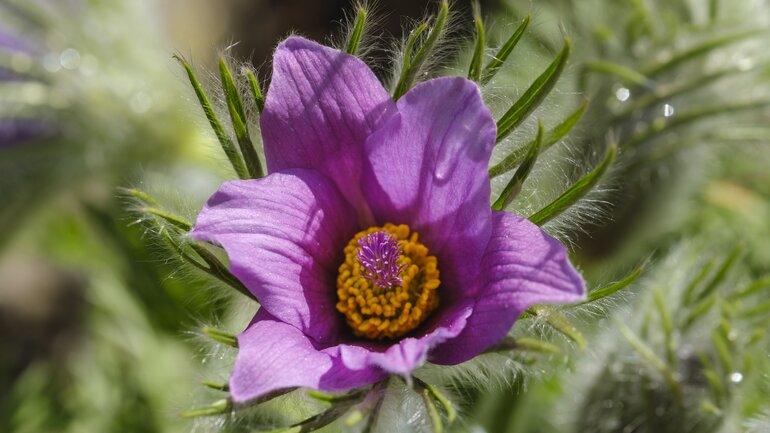 Ohnmacht mit Pulsatilla behandeln