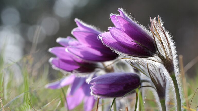 Pulsatilla (Küchenschelle) hilft beim Entgiften